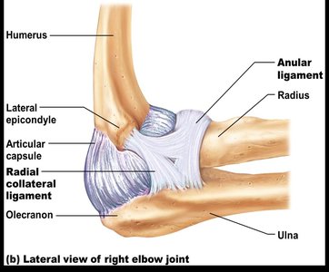 Medial view of elbow joint