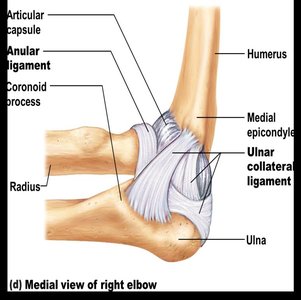 Frontal section of hip joint