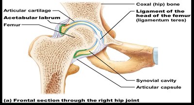Posterior view of hip ligaments