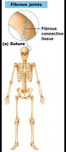 Suture fibrous joint