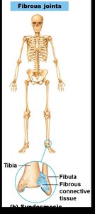 Syndesmosis fibrous joint