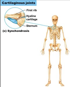 Synchondrosis cartilaginous joint