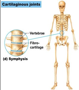 Symphysis cartilaginous joint (vertebrae)