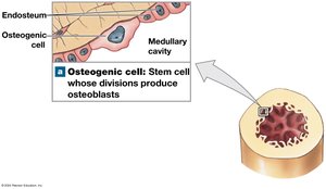 Osteogenic cells