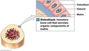Osteoblasts