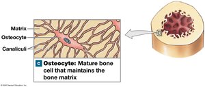 Osteocytes