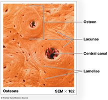 Osteons of compact bone