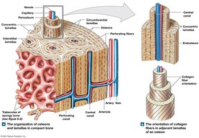 Structure of compact bone