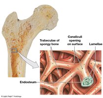 Structure of spongy bone
