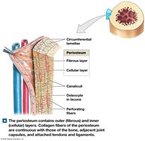 Periosteum