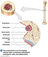 Endosteum