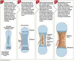 Endochondral ossification steps 1-4