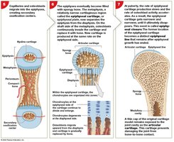 Endochondral ossification steps 5-7