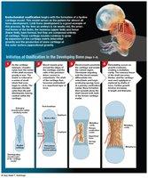 Endochondral ossification overview