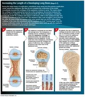 Endochondral ossification overview
