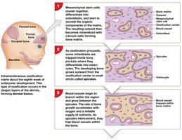 Intramembranous ossification steps 1-3