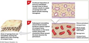 Intramembranous ossification steps 4-5