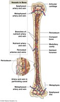 Blood supply to a mature bone