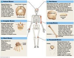Classification of bones by shape