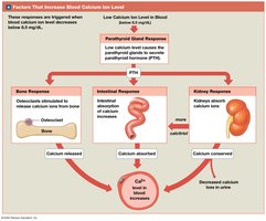 Factors that increase blood calcium ion level