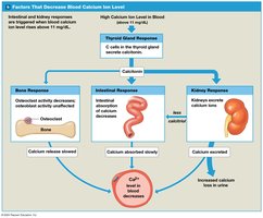 Factors that decrease blood calcium ion level