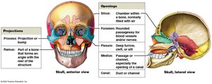 Introduction to bone markings