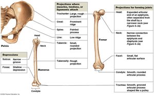 Bone markings: projections and depressions