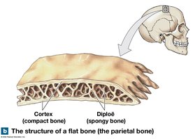 Structure of a flat bone