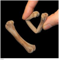 Bone lacking a calcified matrix