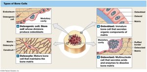 Types of bone cells
