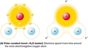 Polar covalent bond in water (H2O)