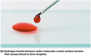 Surface tension in blood due to hydrogen bonds