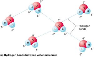Hydrogen bonds between water molecules
