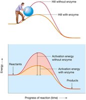 Enzyme lowers activation energy
