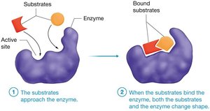 Enzyme-substrate binding (induced fit)