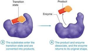 Enzyme-substrate interaction and product release
