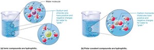 Hydrophilic solutes in water
