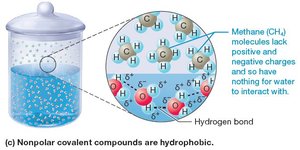 Hydrophobic solutes in water