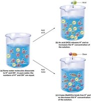 Acids and bases changing H+ concentration