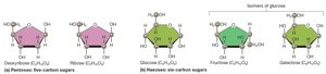 Structures of common monosaccharides