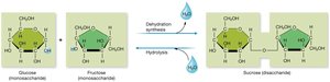 Formation of disaccharide by dehydration synthesis