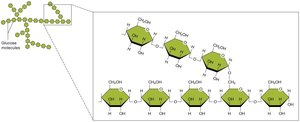Structure of glycogen, a polysaccharide