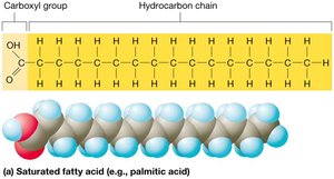 Saturated fatty acid structure