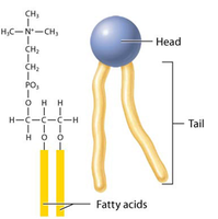Phospholipid structure with head and tails