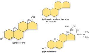 Steroid nucleus and cholesterol structure