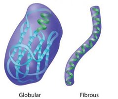 Globular and fibrous protein shapes