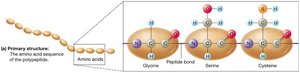 Primary structure of a protein
