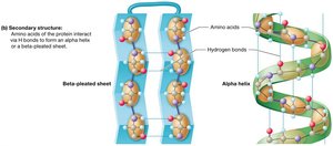 Secondary structure: alpha helix and beta-pleated sheet
