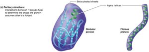 Tertiary structure of a protein