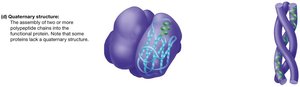 Quaternary structure of a protein